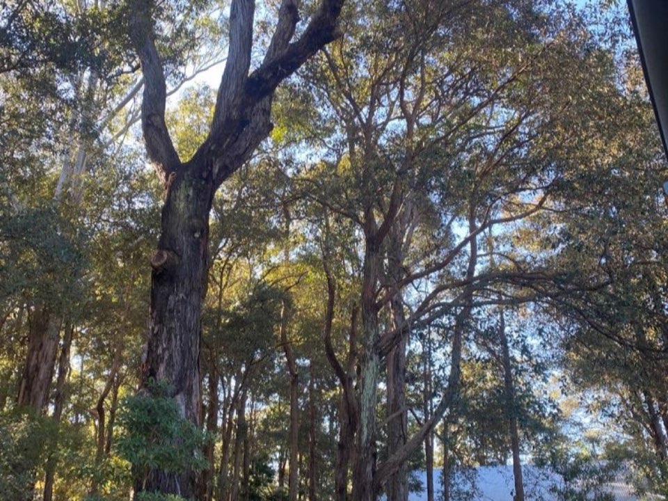 Mature trees in a Highland parkland setting due for routine re-inspection