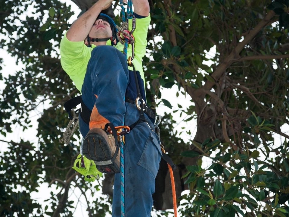 Qualified arborist working in a mature tree during an Enviro Trees UK survey in Highland